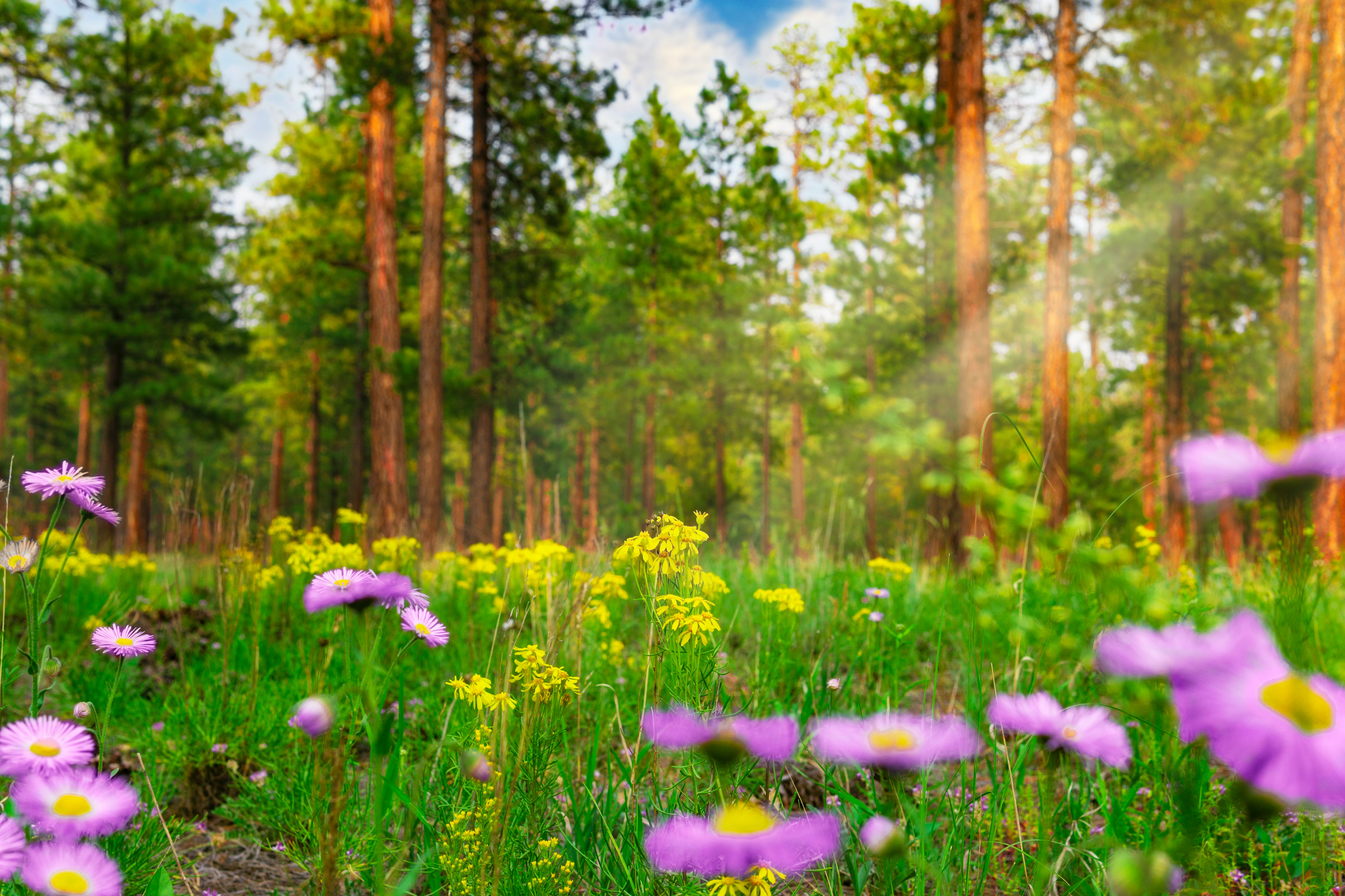 January 22 God’s Purpose Prevails