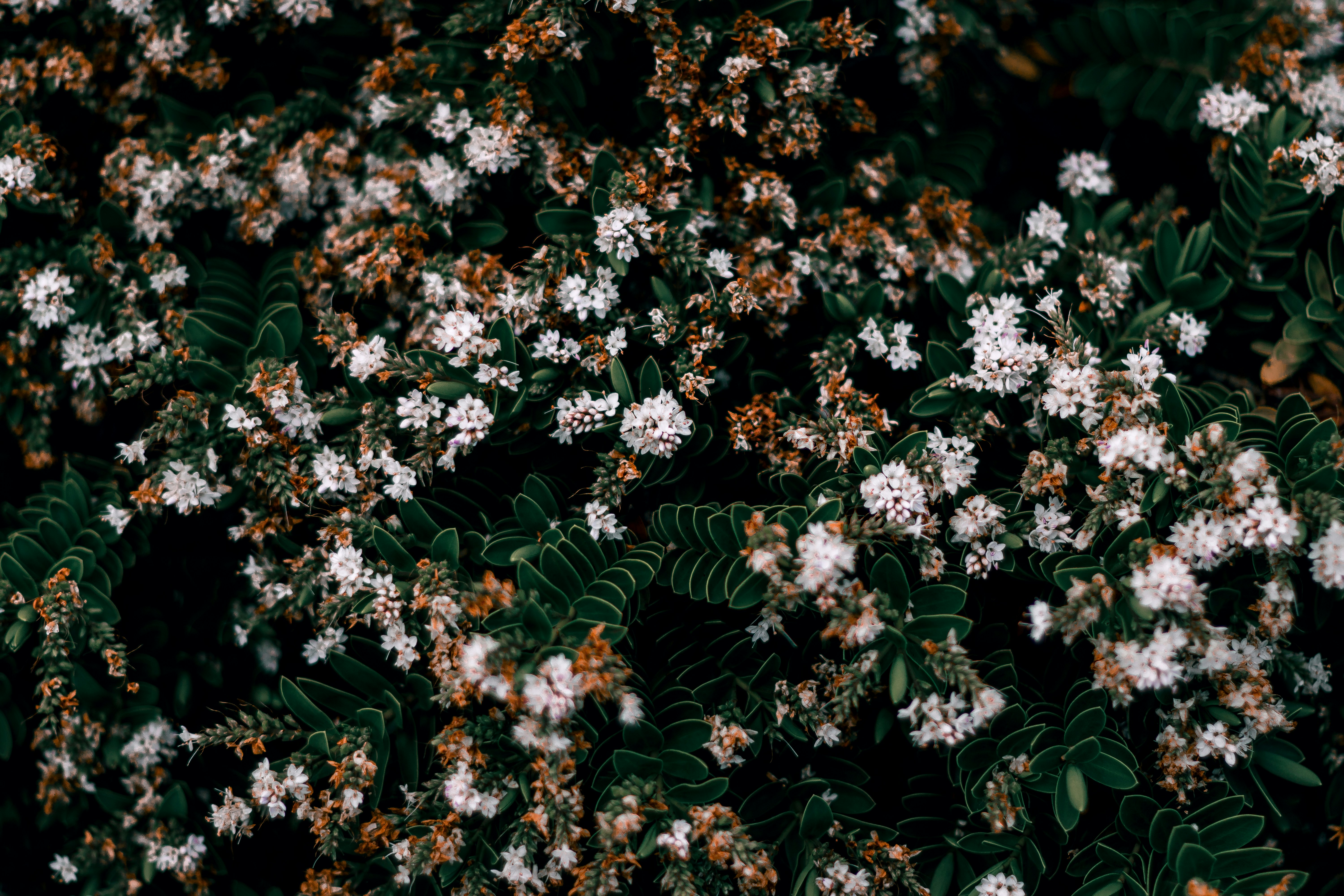faithfulness in small things