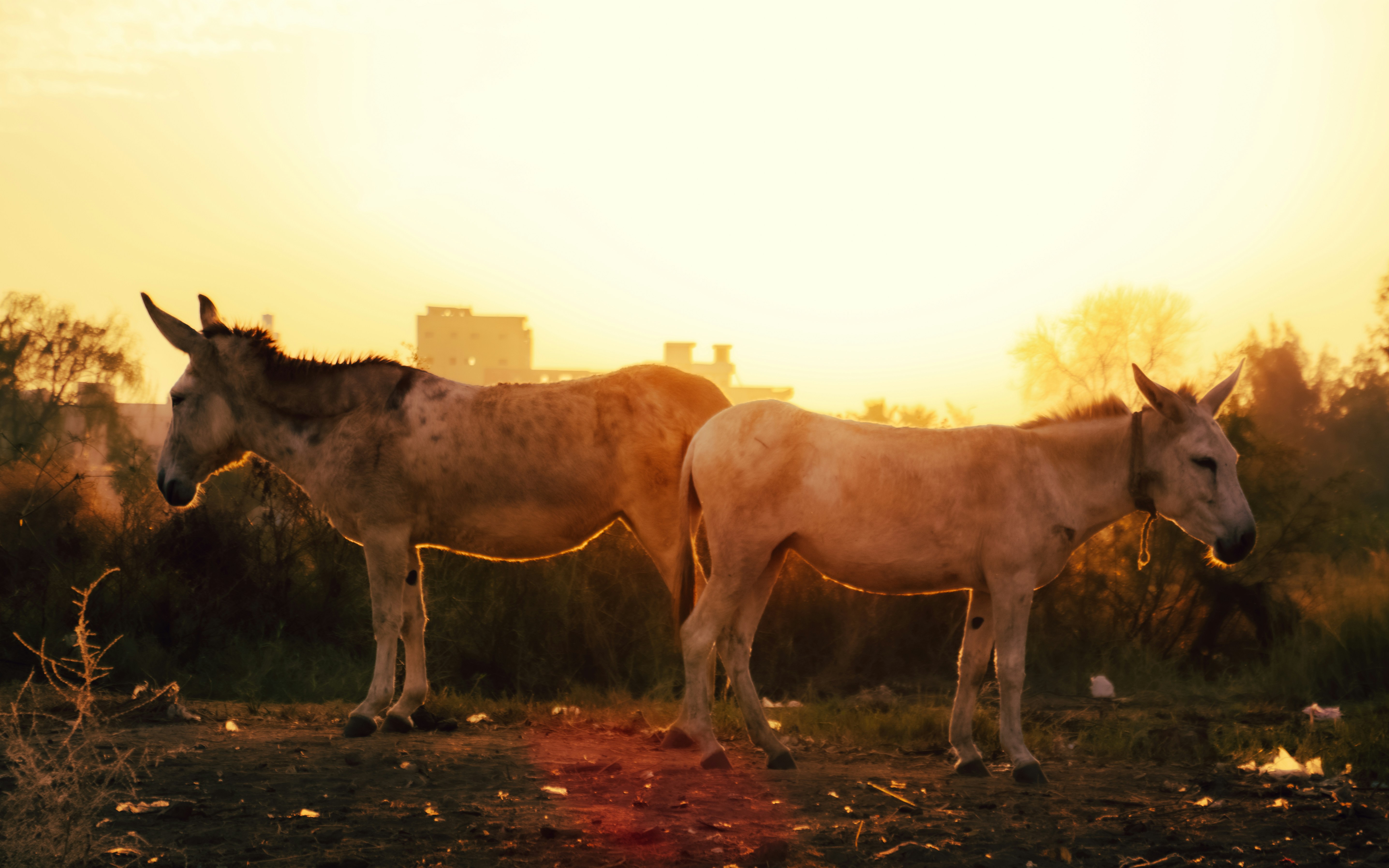 Palm Sunday and the Nature of Christ’s Kingdom